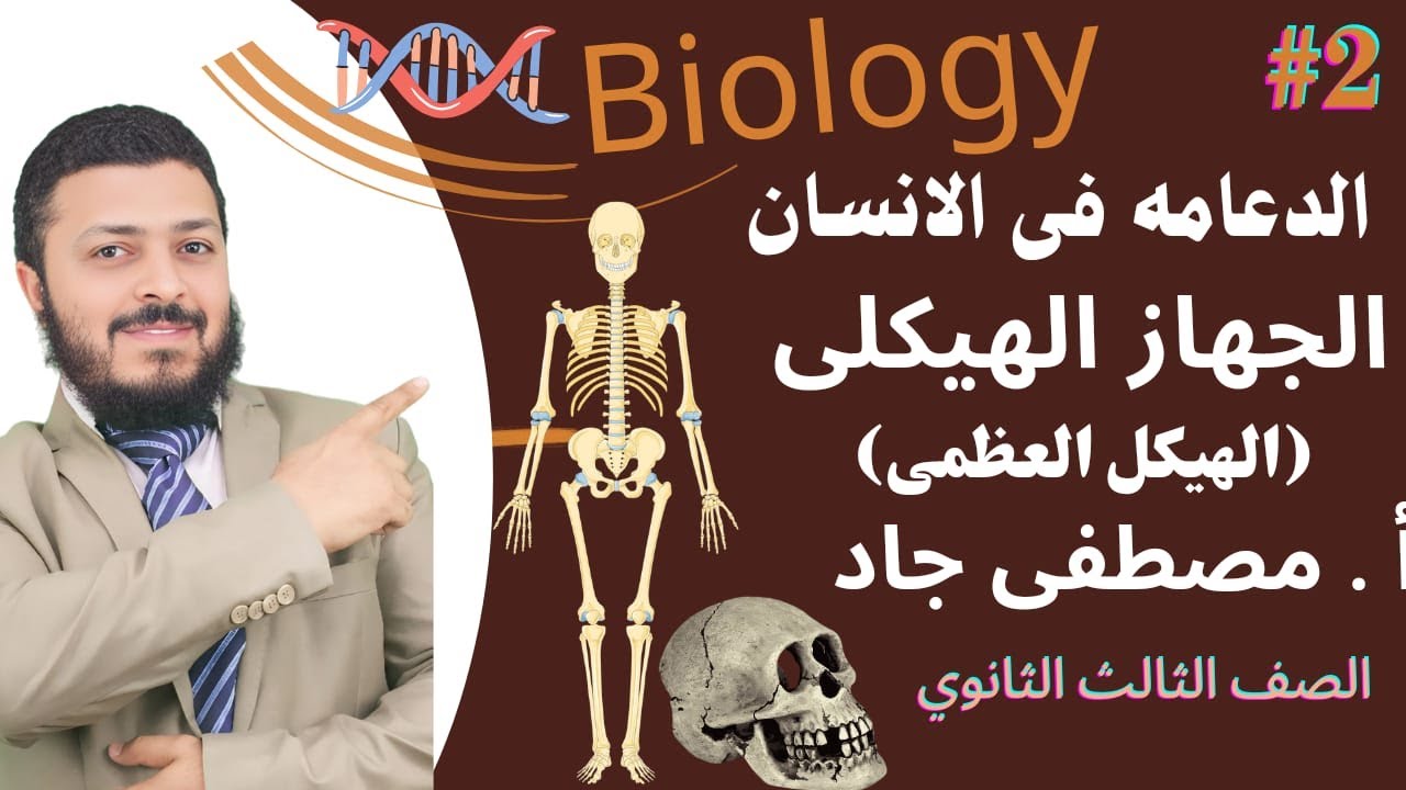 الدعامة في الانسان الدرس الأول  ( الهيكل العظمي )..