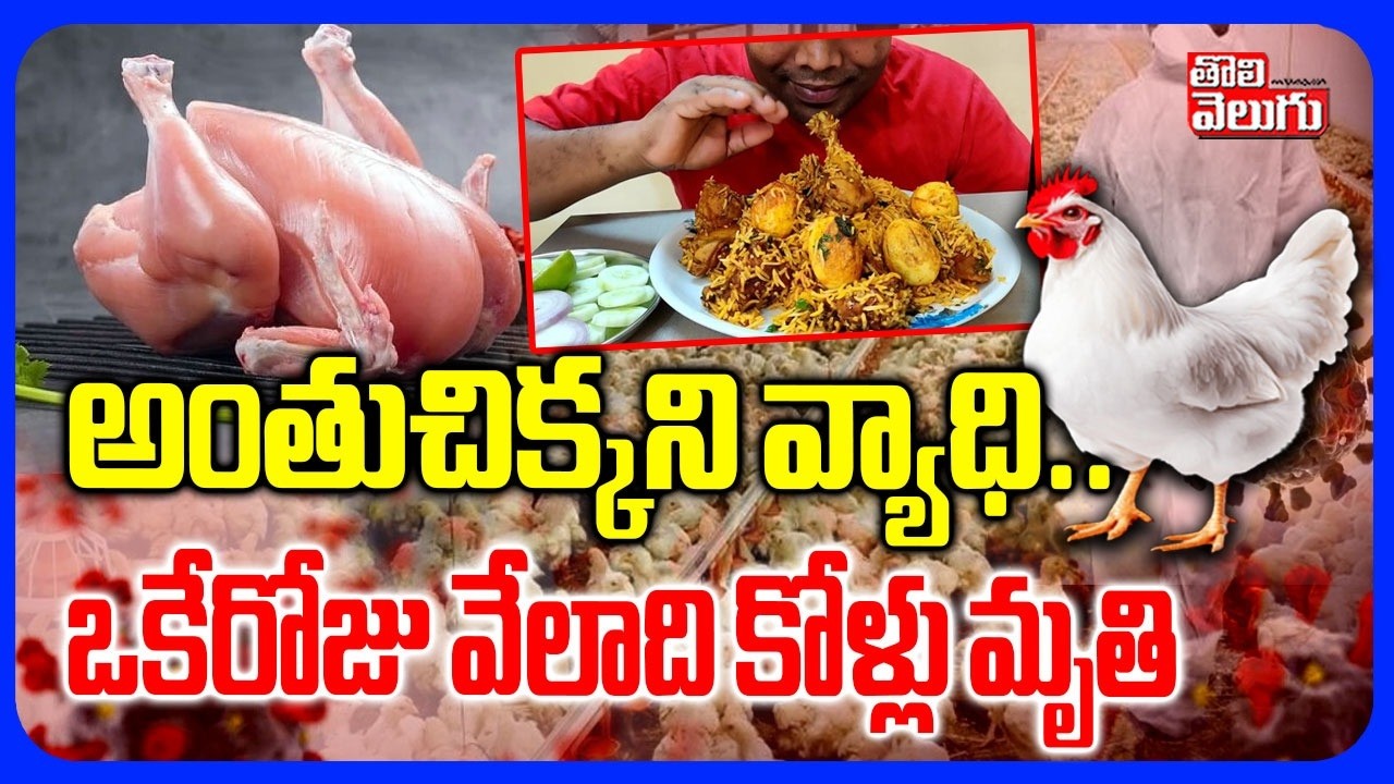 అంతుచిక్కని వ్యాధి.. ఒకేరోజు వేలాది కోళ్లు మృతి | Bad News For Chicken Lovers | Virus | #Tolivelugu