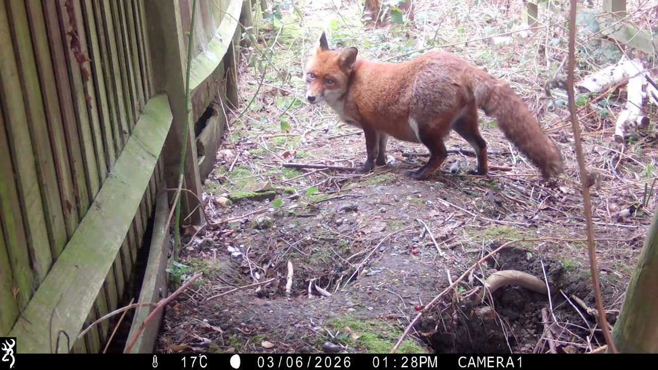 Pregnant Fiona… And a Sick Fox I’ve Never Seen Before 🦊