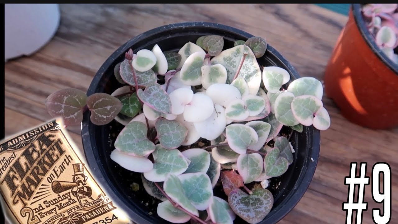 Flea Market Plant Tour | Variegated String of Hearts
