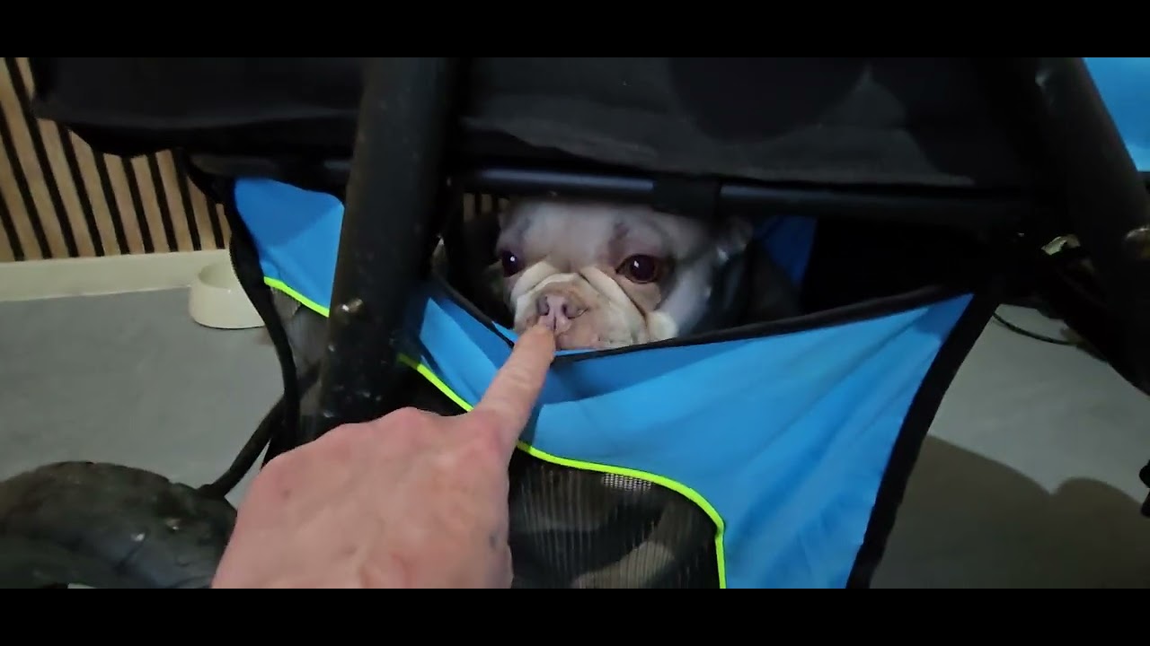 Winston wheels chairty pet stroller