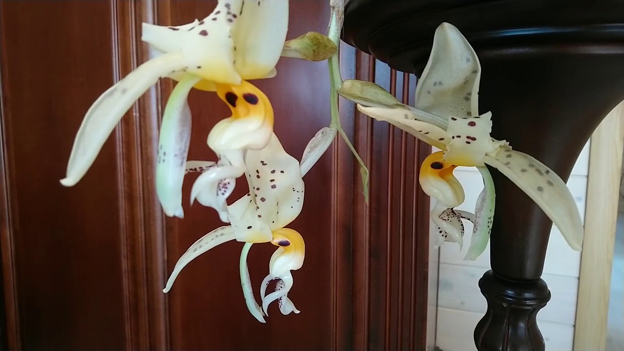 Stanhopea Wardii 💛 💛 💛