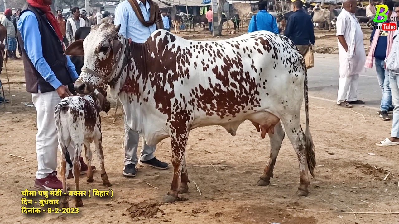 #चौसा मंडी से सस्ती कीमत में बिकती हुई #देसी गायों को देखे बिपिन सिंह के साथ | Desi Cow For Sale