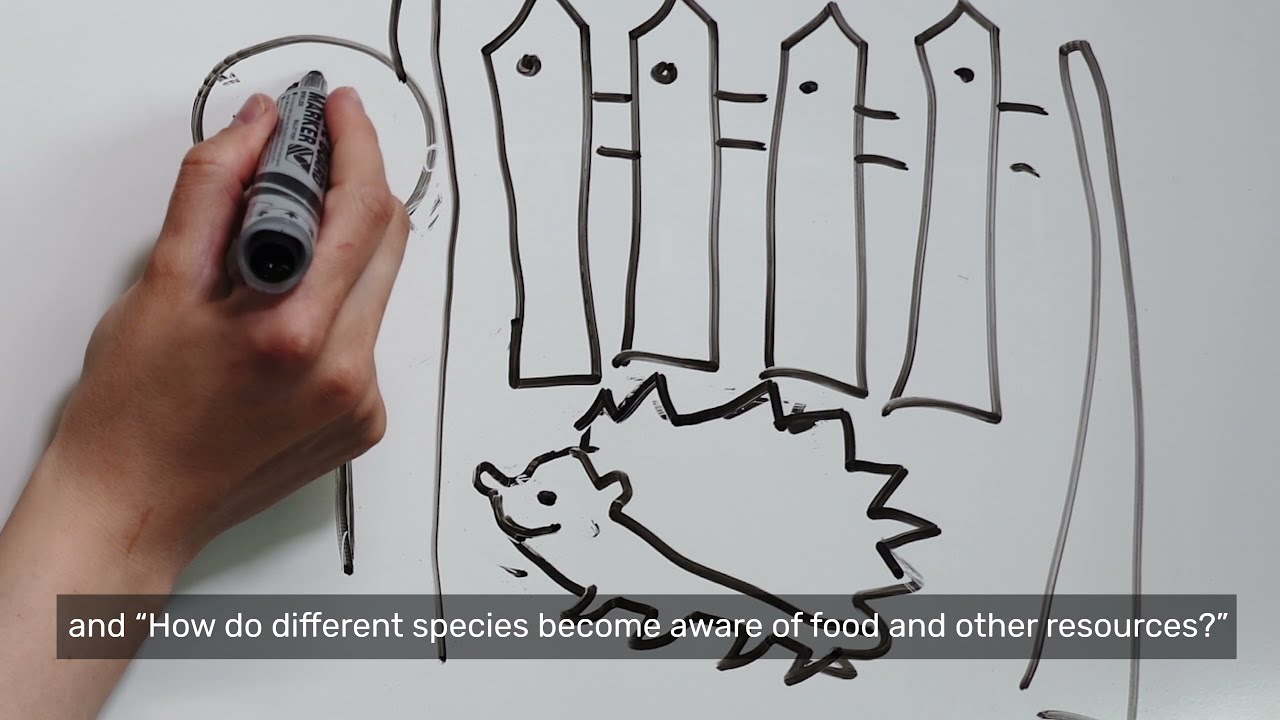 Ecosemiotics | Everyday Semiotics | University of Tartu