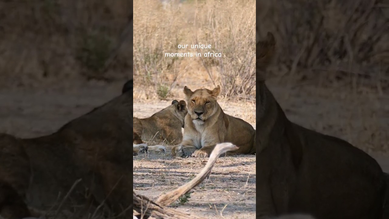 #wildlife #wildanimals #africanwildlife #elephants #lions #wildelephants #travelnamibia