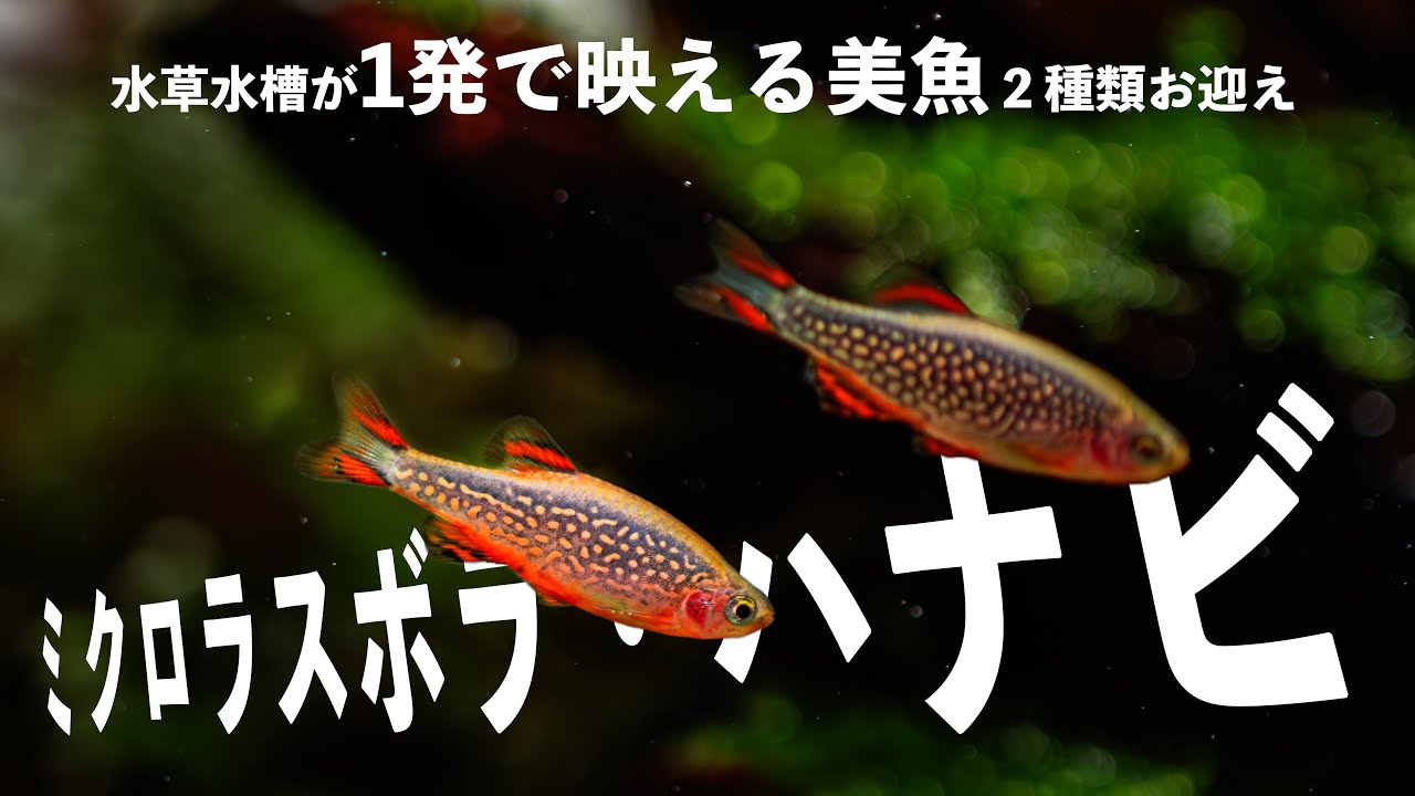 【生体導入】流木レイアウト水槽に映える小型美魚2種を紹介&導入【ミクロラスボラハナビ ラスボラヘテロモルファ】#aquascape #aquarium #アクアリウム#小型水槽 #スリム水槽#ADA