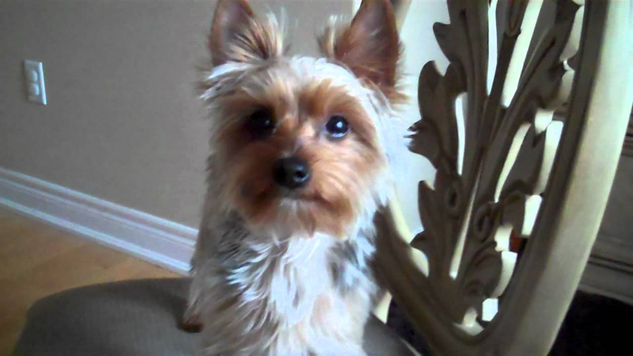 Dobby the yorkie talking!