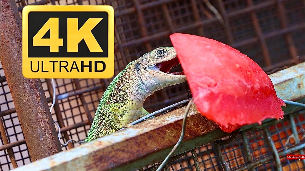 Green Lizard Feasting on Melon 4K