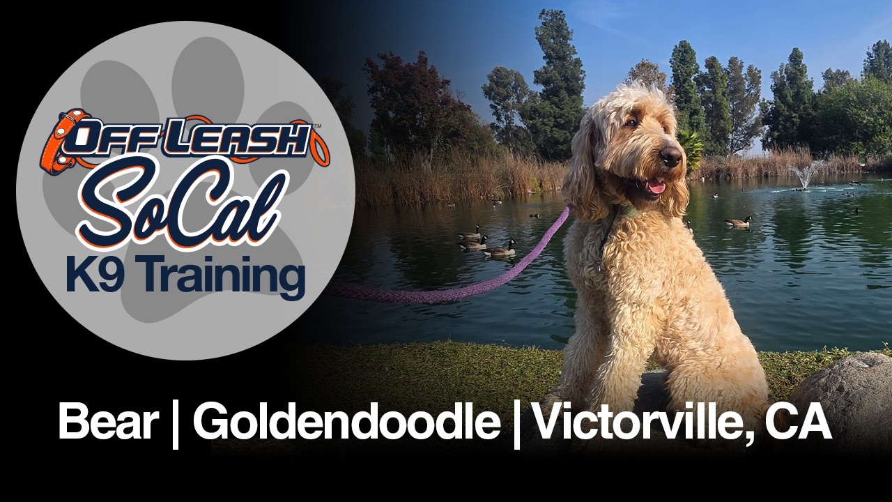 Goldendoodle Dog Training | Bear | Victorville, CA