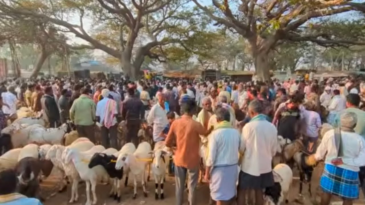Chikka Tirupathi bazaar Sheep and Goat Market Bangalore every Saturday 14th March #amingadsheep #cow