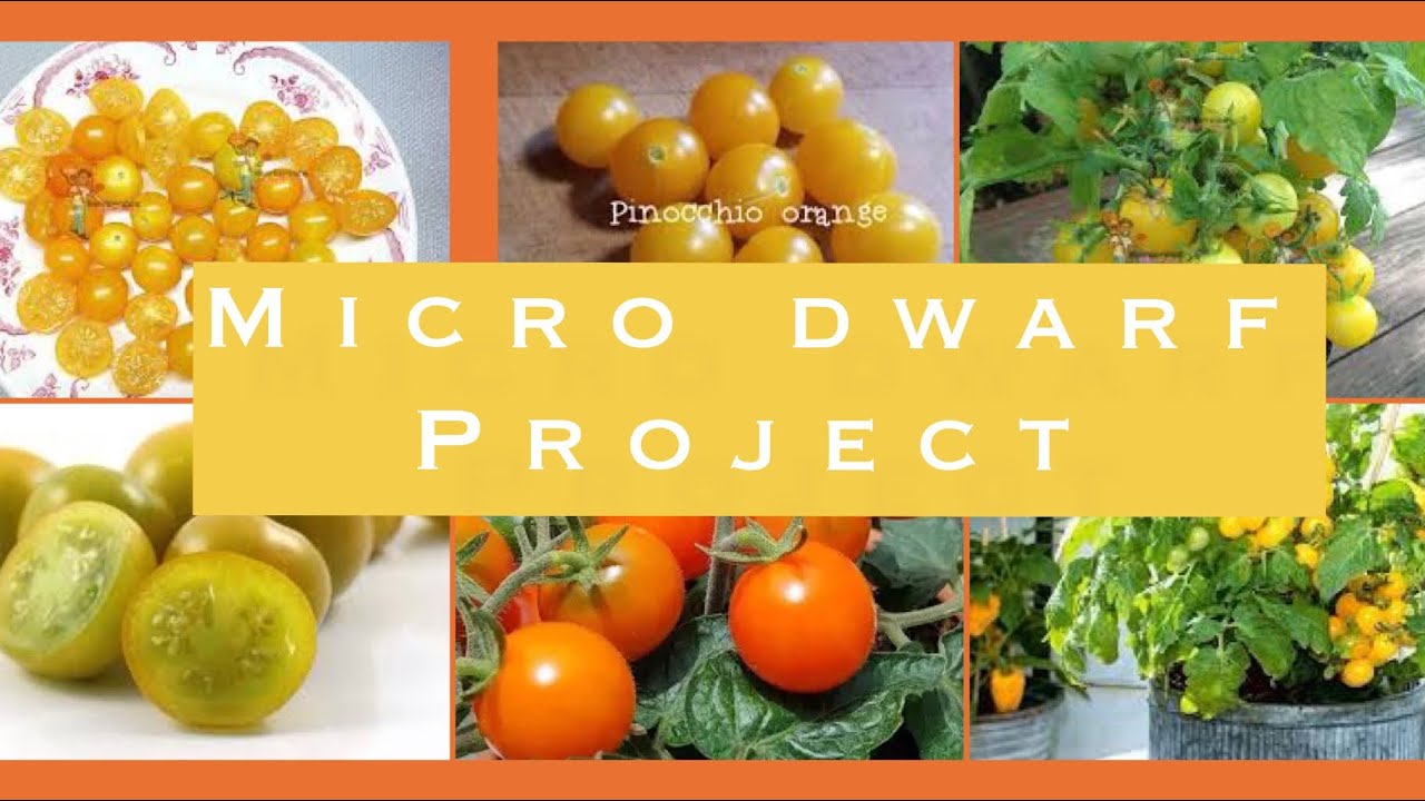 I want to eat tomatoes all winter- Starting Micro Dwarf tomato seeds