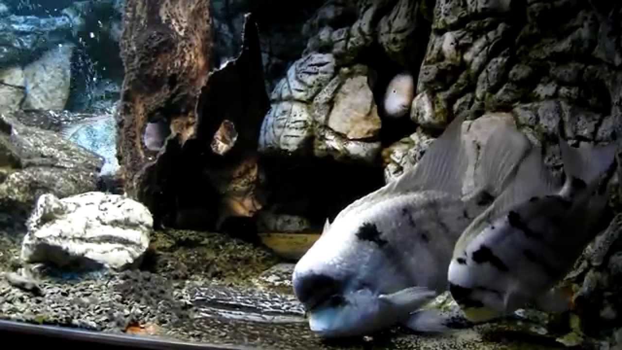 Vieja  argentea spawning II.