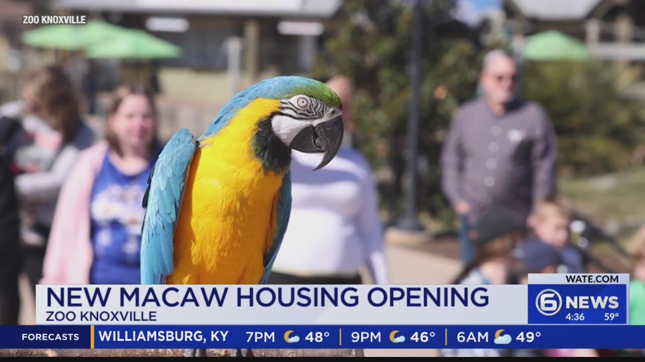 New macaw aviary opens at Zoo Knoxville, offering up-close experiences