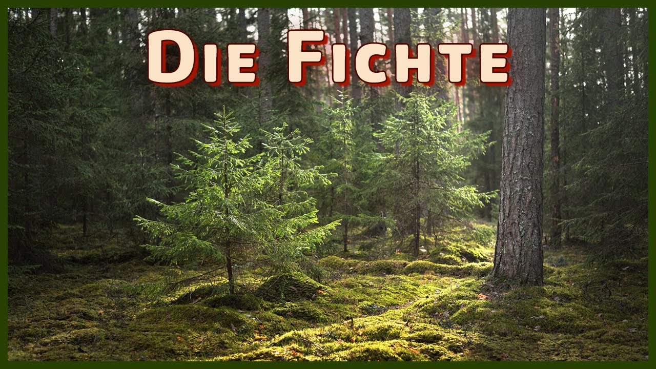 Waldsterben der Fichten in Deutschland - Kurzwissen zur Fichte (Picea abies)