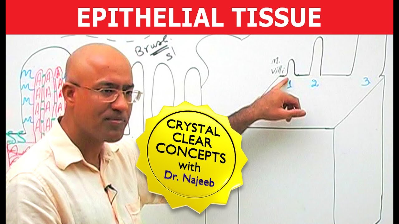 Epithelial Tissue | Structure & Function🩺