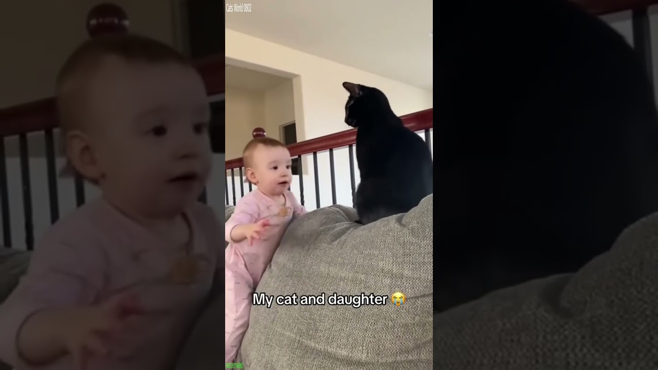 Cat Lover 🥰 Cute Cats Kittens 🐱 # Ep 4502