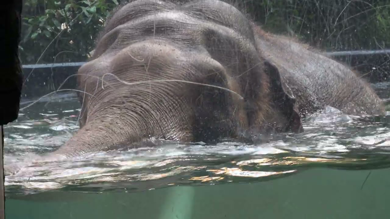 Kąpiel słoni indyjskich  w Orientarium ZOO Łódź