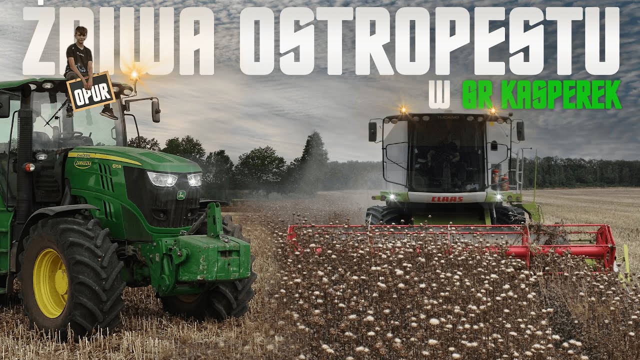 🇵🇱Żniwa Ostropestu w GR KASPEREK!㋛︎Młody w akcji㋛︎2023㋛︎Claas Tucano,John Deere,Fendt㋛︎Lubuskie