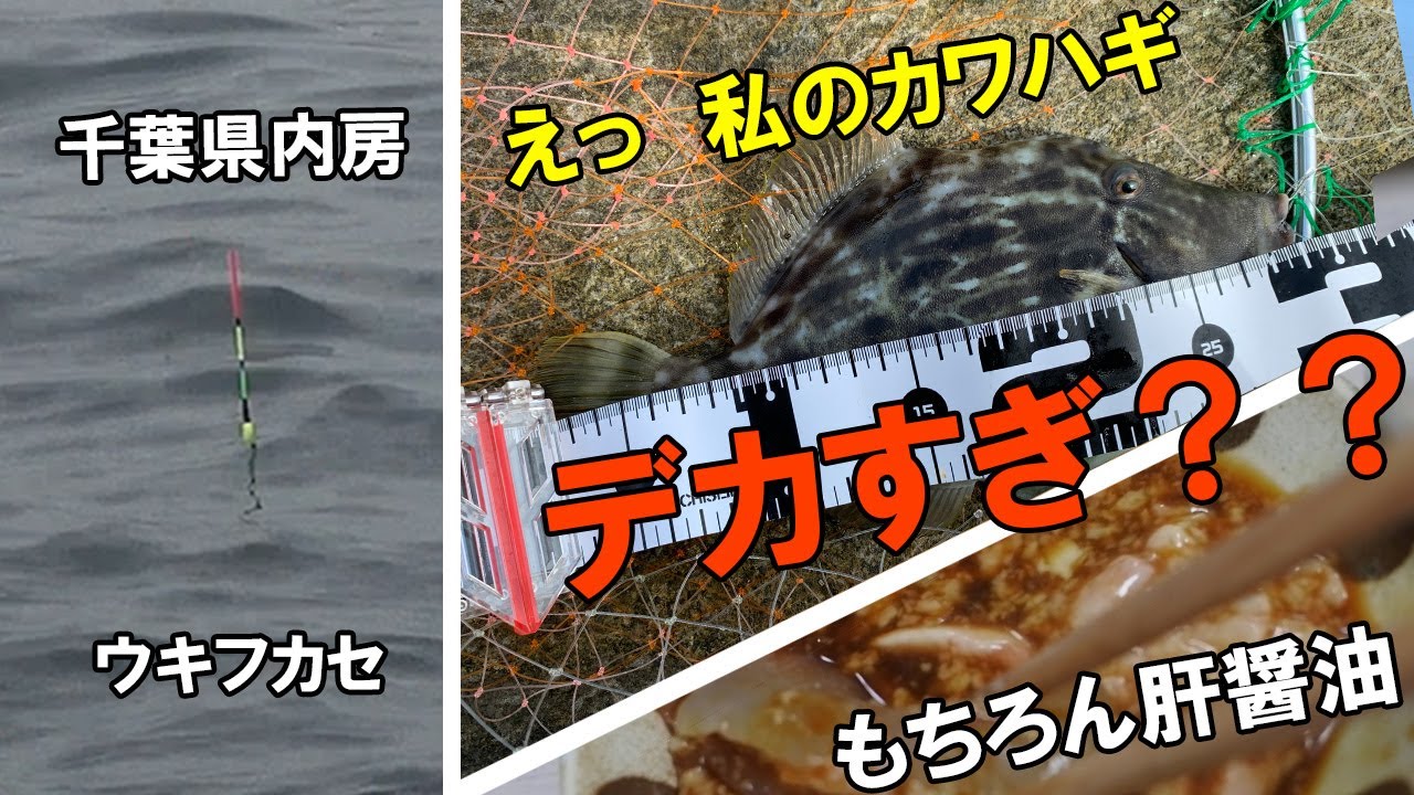 千葉・内房の「明鐘岬」でフカセ釣り。釣れたお化けカワハギを肝醤油でいただく #フカセ釣り #カワハギ #肝醤油 #刺し身