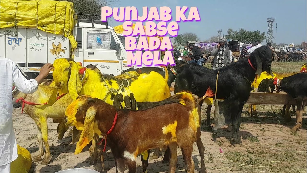 Punjabi Goats Ka Sabse Bada Mela | Punjab Bakra Mandi.