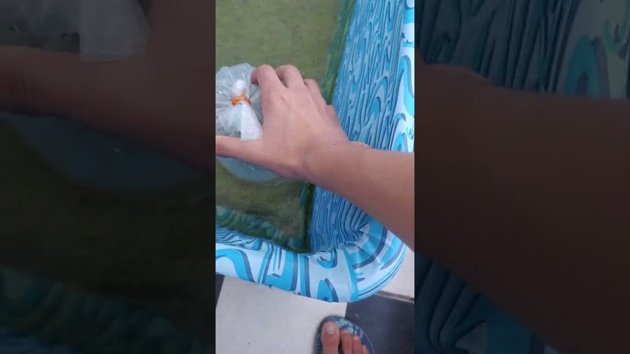 comprei novos peixes para o lago de 400l parte 1  