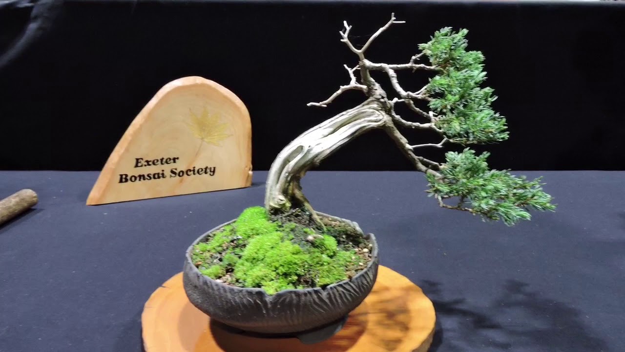 10th Heathrow Bonsai Show 2019 Part 1