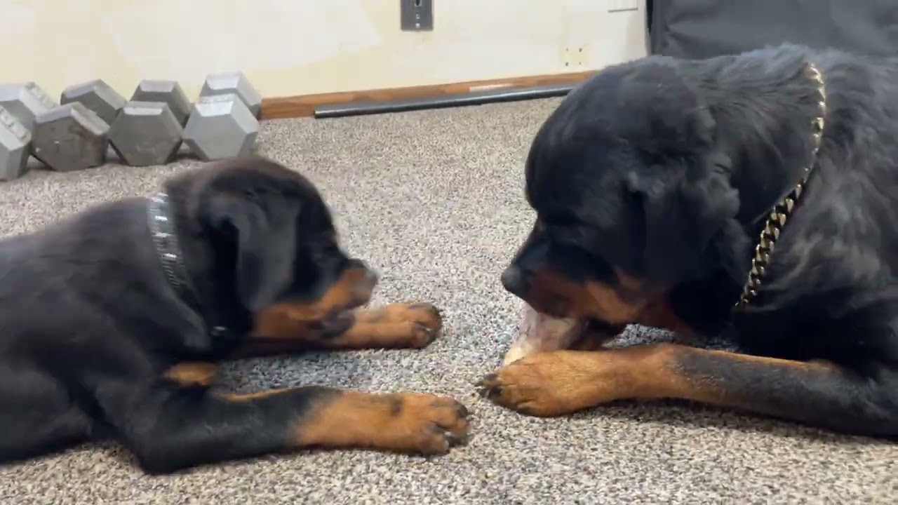 Rottweiler Puppy Learns To Bark
