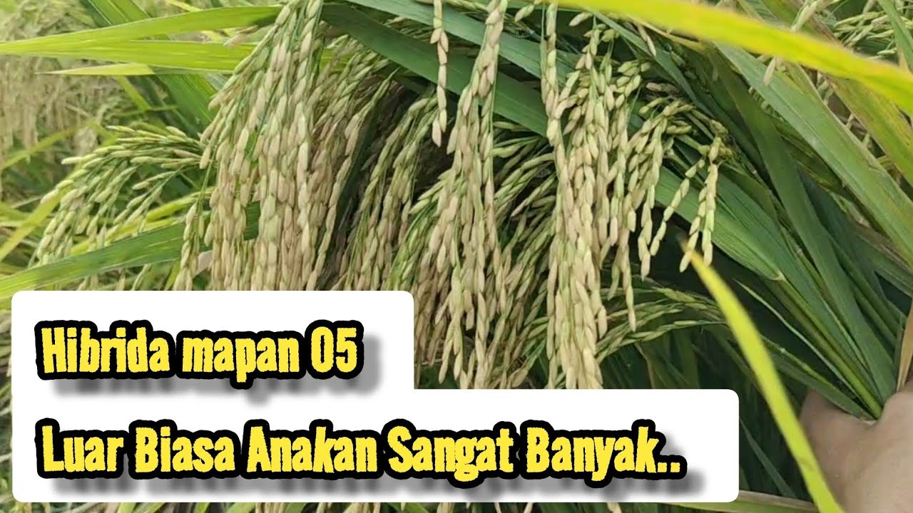 Padi Hibrida Mapan P-05 || Primasid