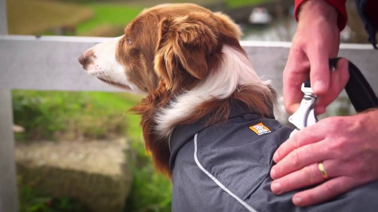 Hiking with Your Dog? Check out this Waterproof Dog Coat / Jacket