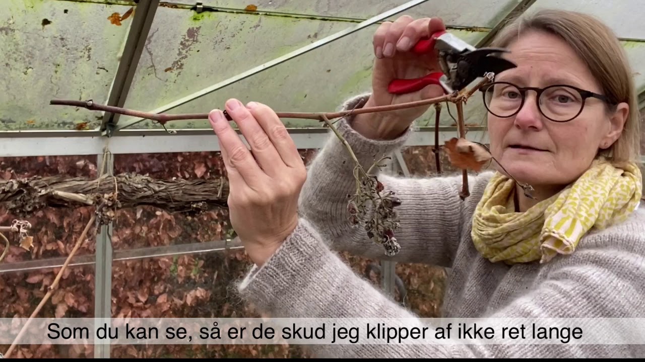 Vinterbeskæring af vinranke