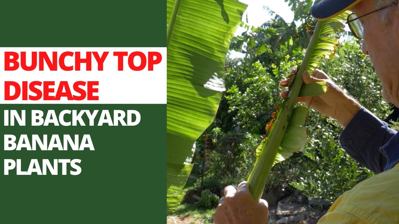 Bunchy Top Disease in Backyard Banana Plants