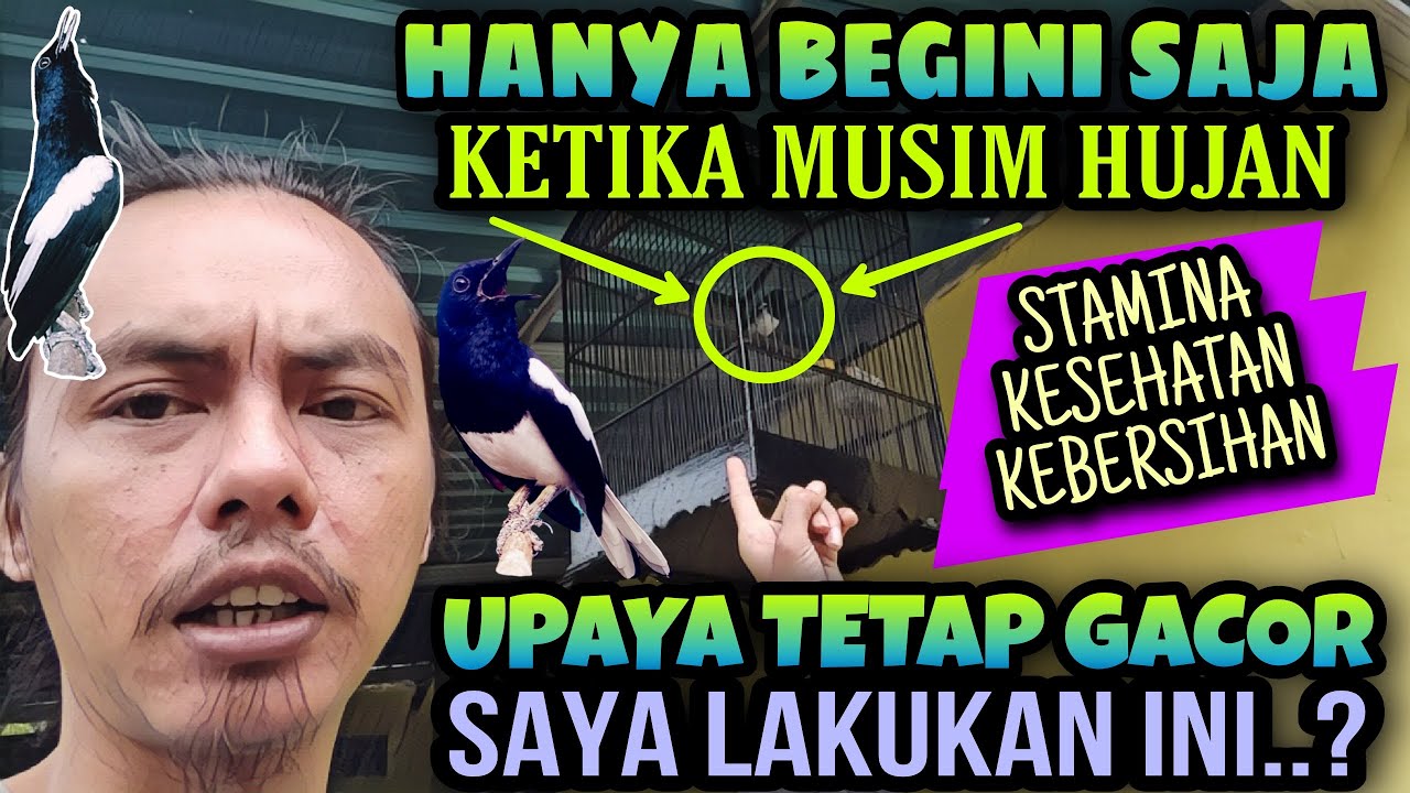 HANYA BEGINI, MERAWAT KACER DI MUSIM DINGIN ⁉️ TIPS KACER TETAP GACOR MUSIM HUJAN