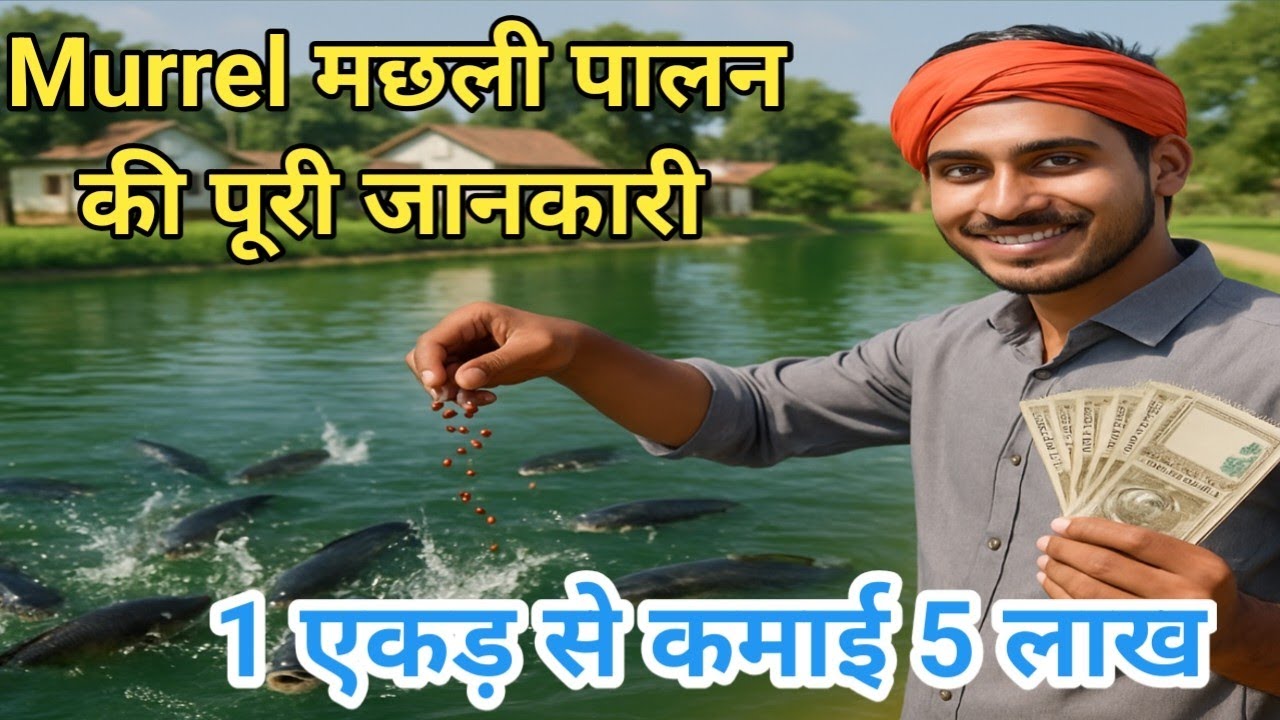 मुरेल मछली पालन से कमाएं लाखों | Murrel Fish Farming की पूरी जानकारी l Murrel fish farming l Farming