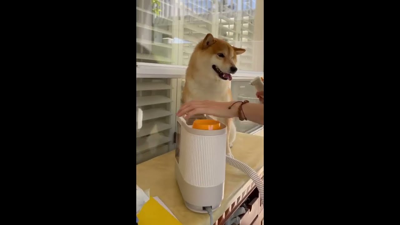 PalFur IN01 in Real Reaction 04｜ Shiba Inu with PalFur