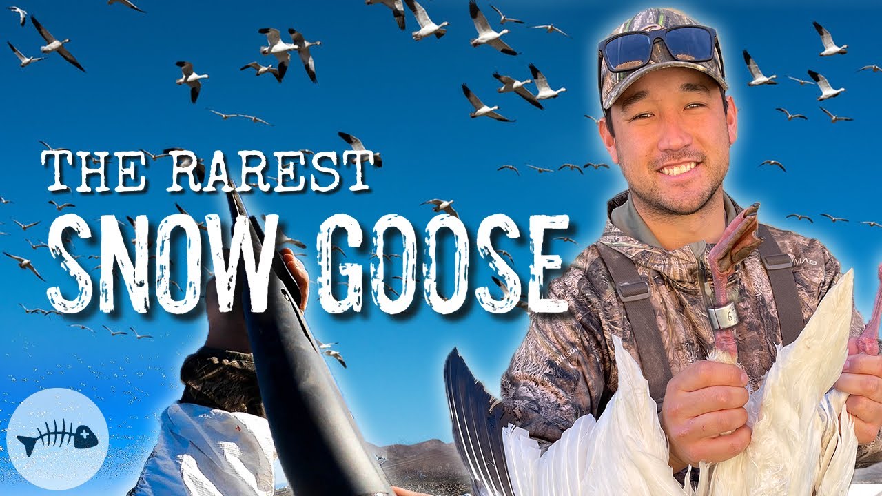 Snow Goose Hunting in Northern California (Bagging a Rare Banded Bird)