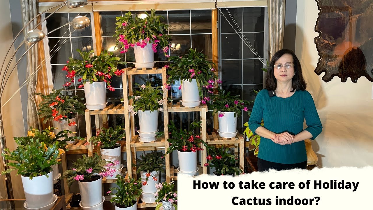 How to take care of holiday cactus indoor /C&aacute;ch chăm s&oacute;c hoa Tiểu Quỳnh trong nh&agrave; (English Subtitle)