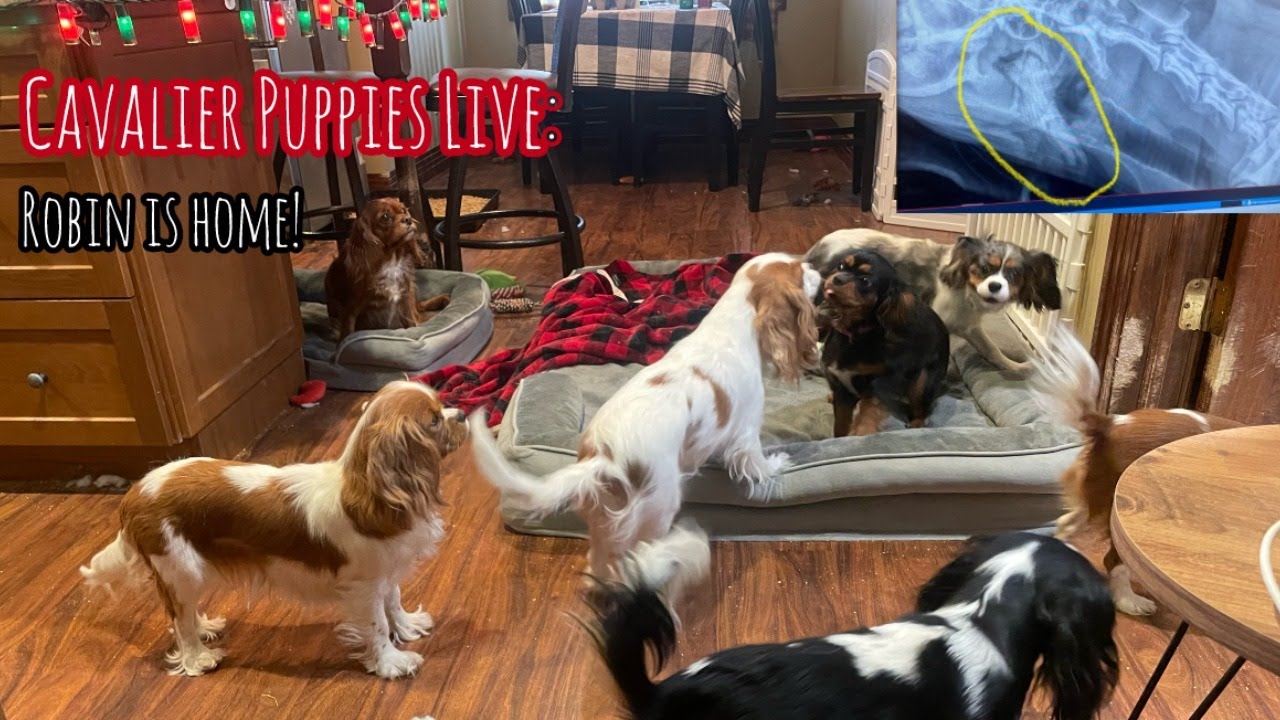 Cavalier Puppy Livestream: Robin is home from the emergency vet, and now we wait! Happy New Year's!