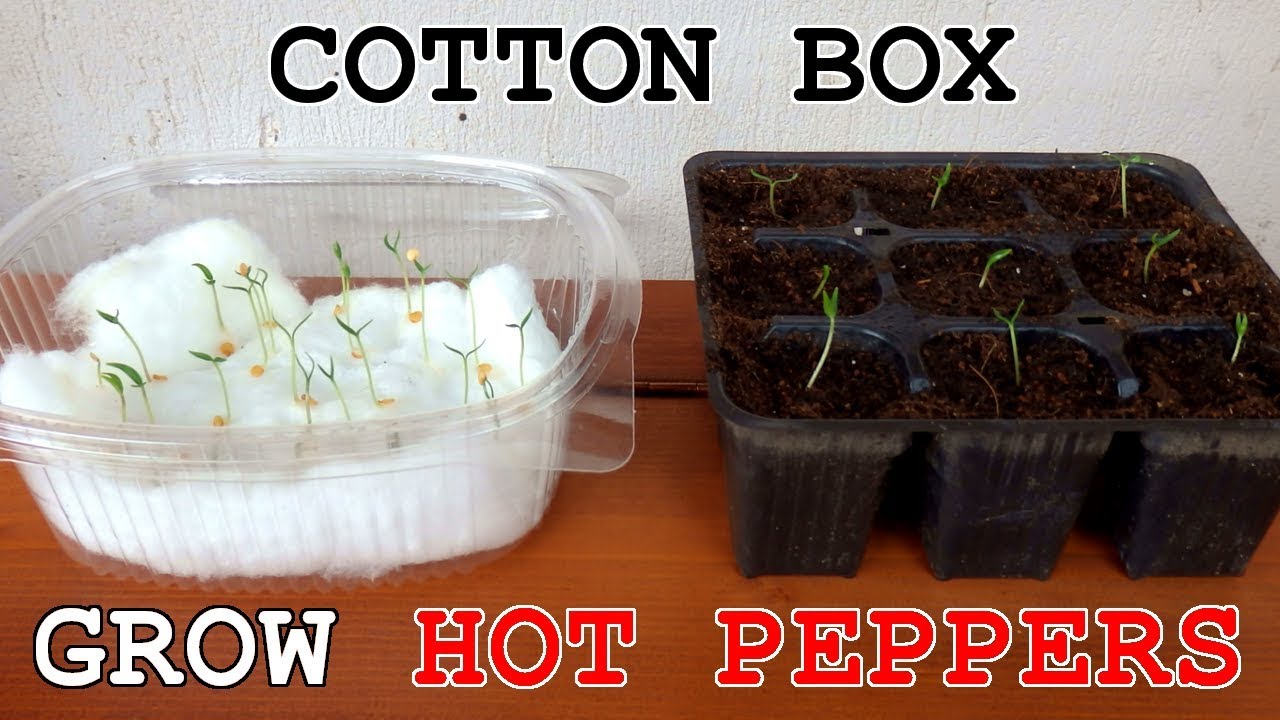 Grow HOT Peppers • Cotton Box