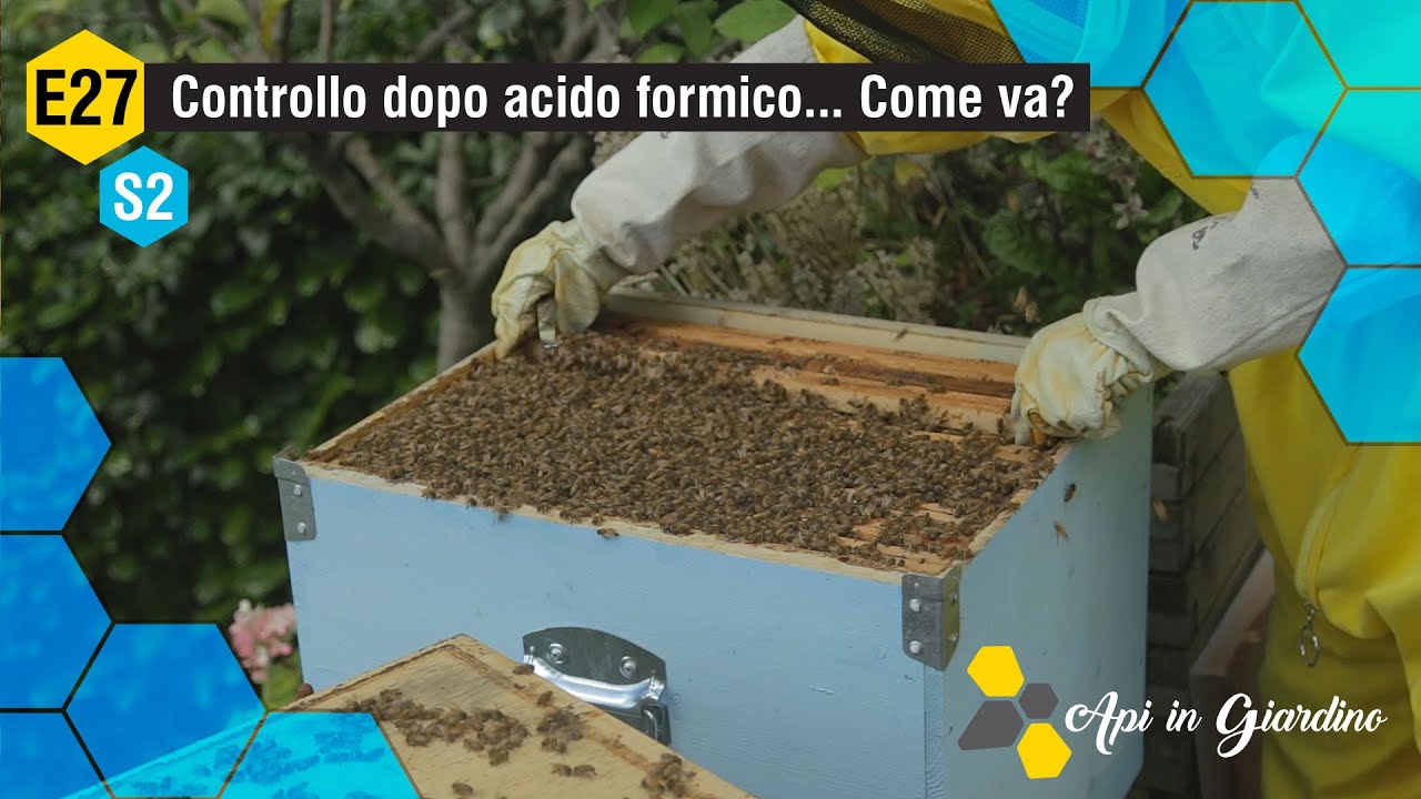 AiG - S2 E27 - Controllo dopo acido formico... Come va?