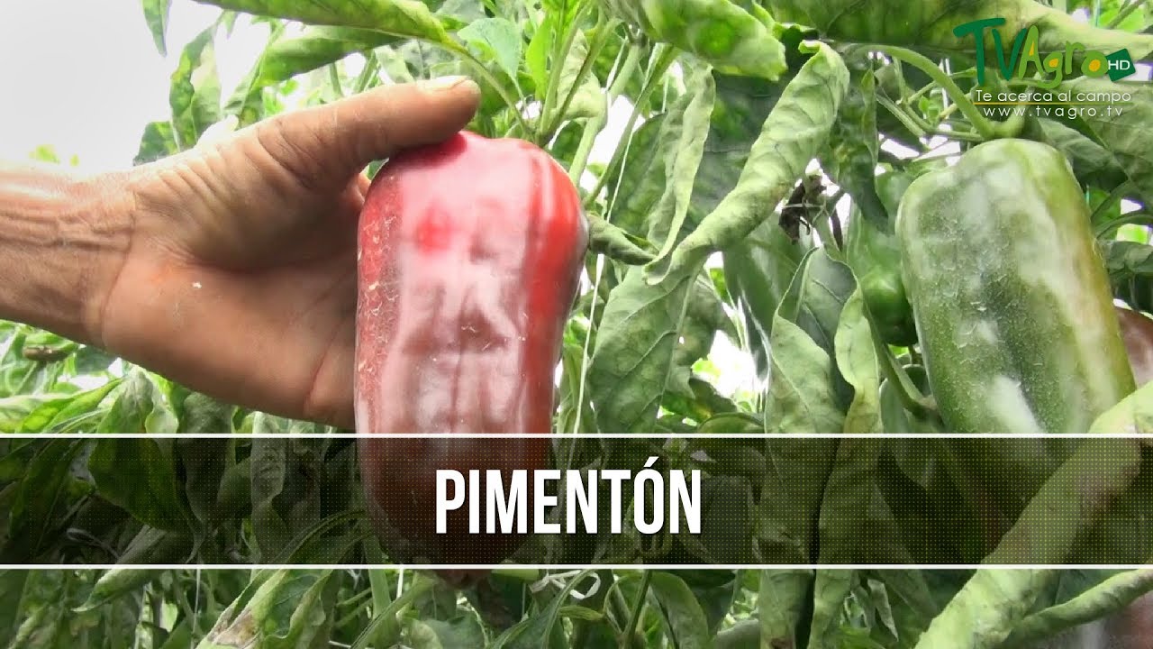 Como se Desarrolla la Produccion del Pimenton - TvAgro por Juan Gonzalo Angel