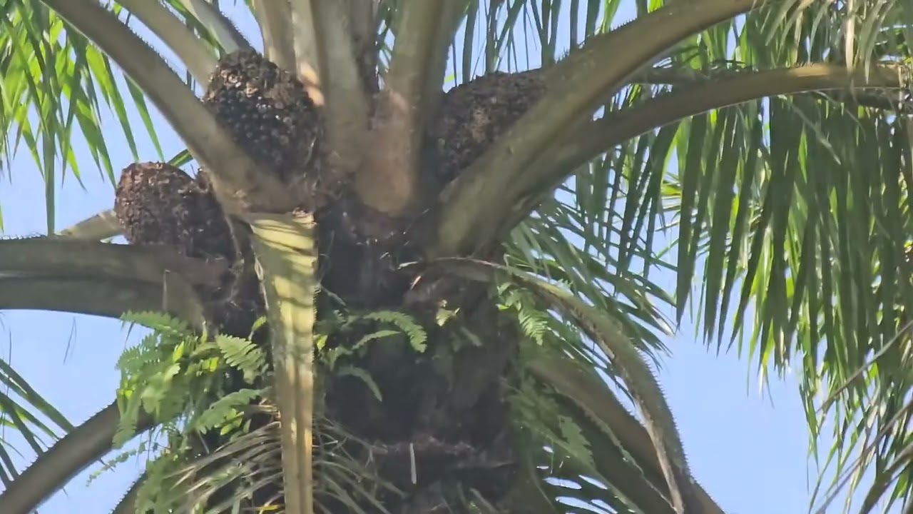 Dijual kebun sawit strategis nempel jalan luas 14 hektar legalitas SHM Harga 28 rb permeter Nego