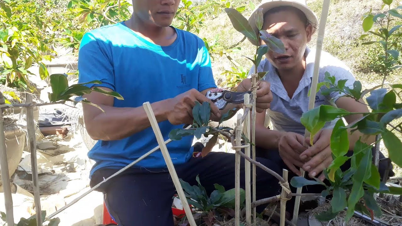 Cách uống nước 2 năm đầu mai giáng long đơn giảng hiệu quả nhất