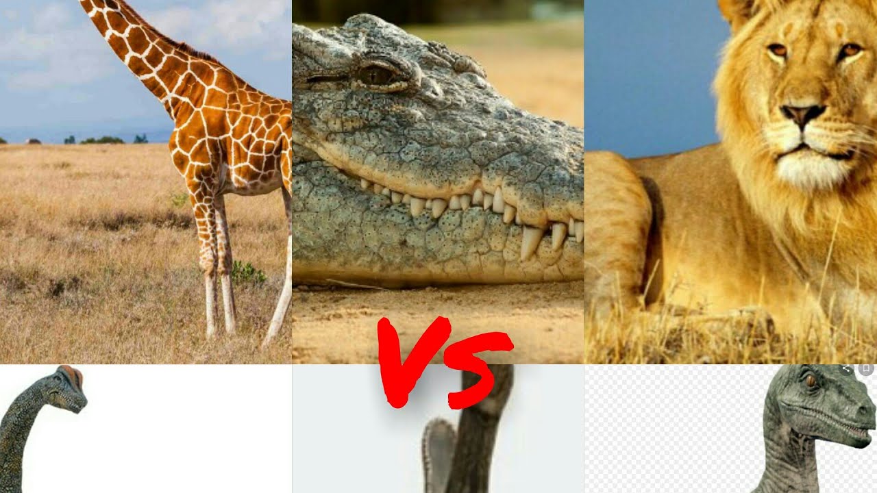 animal vs dinosaur Battle royale | animal vs dinosaur Arena [S1E11] | SPORE