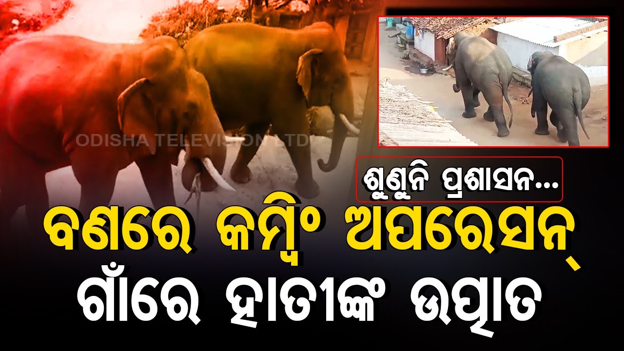 Elephant herd stray into human habitat in Bolangir villager, trigger panic
