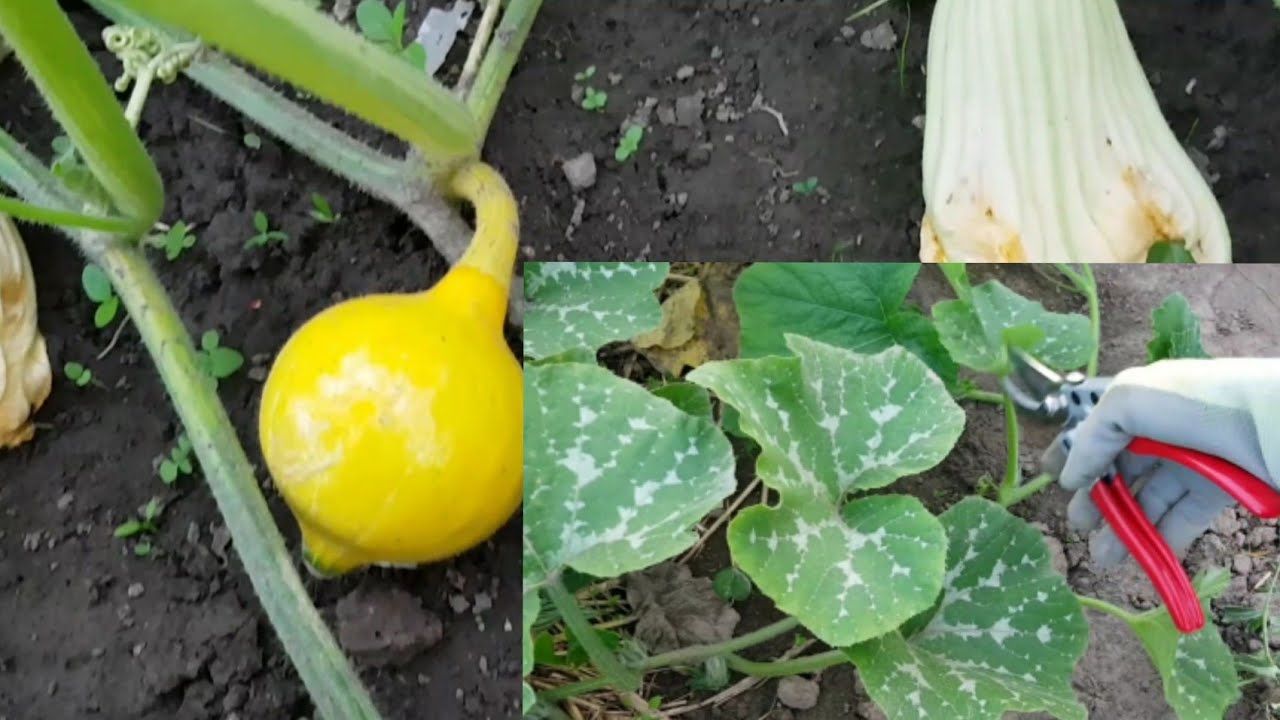 Comment tailler la courge ? 2020