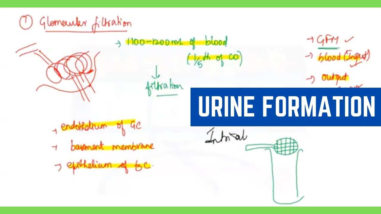 NEET Biology Class 11 Chapter 19 Urine Formation