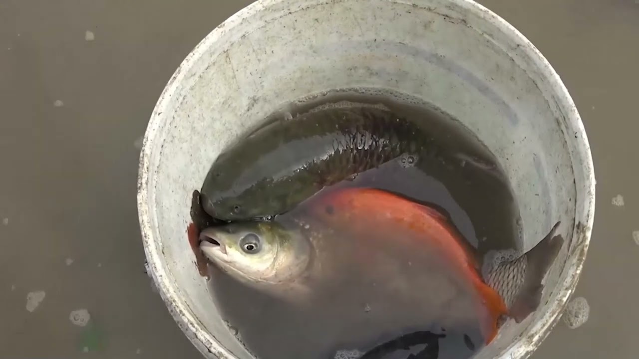 Top Survival Skills &ndash; Unique Fishing & Traps to Catch Big Fish