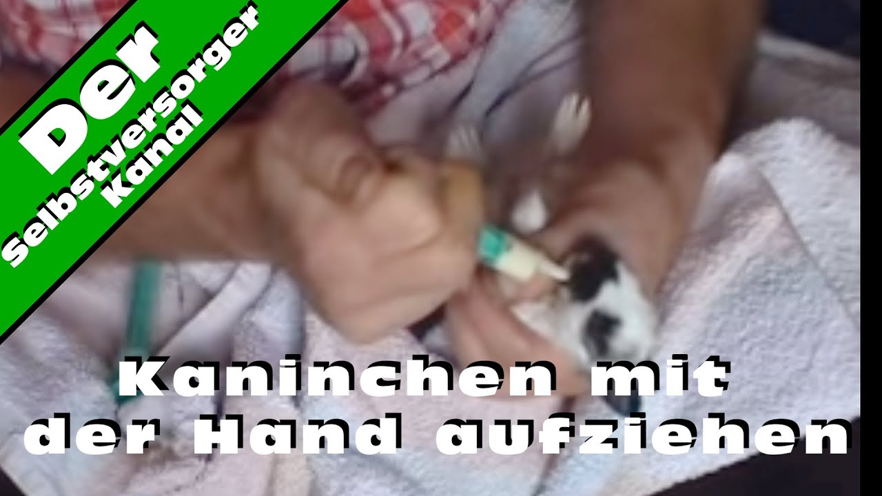Handaufzucht von Kaninchen richtig machen