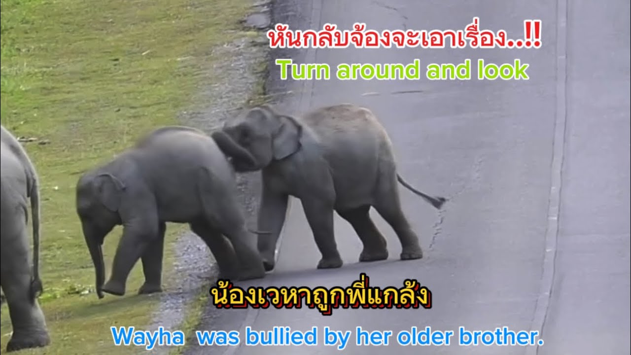 Ep 552  น้องเวหาถูกแทกหลัง หันกลับจ้องหน้าทันที#เขาใหญ่ #forestelephant #wildlife #new #เวหา#ช้าง