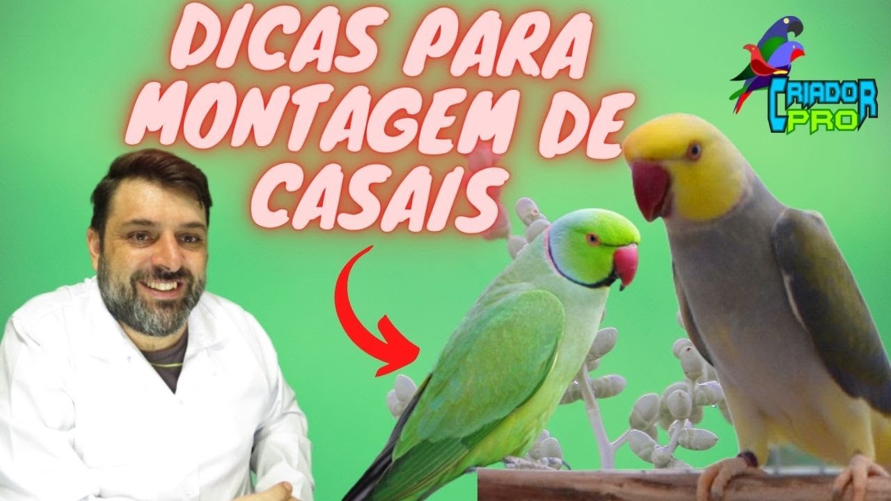 DICAS PARA MONTAGEM DE CASAIS RING NECK -